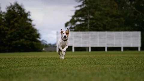 Jack Russell running through field in super slow motion Stock Footage 90732607