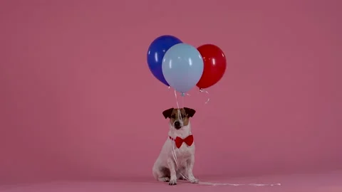 Jack Russell sits with strings in his mouth, to which three balloons are tied Stock Footage 149892370