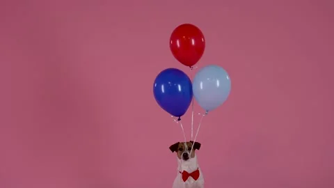 Jack Russell sits with strings in his mouth, to which three balloons are tied Stock Footage 149892436