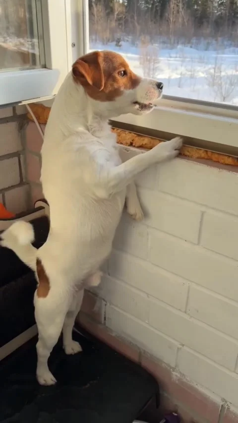 Jack Russell is standing on a balcony with an open window, barking Stock Footage 330899972