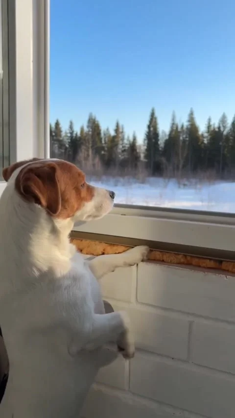 Jack Russell is standing on a balcony with an open window, looking out at the wi Stock Footage 332407201
