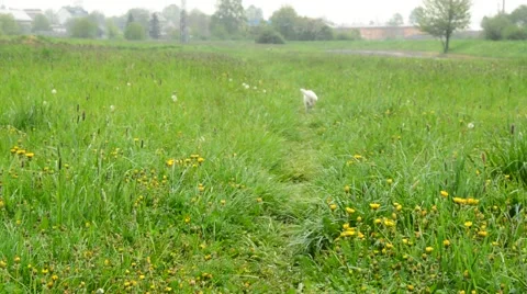 Jack russell terier Stock Footage 49759517