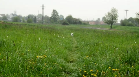 Jack russell terier Stock Footage 49759518