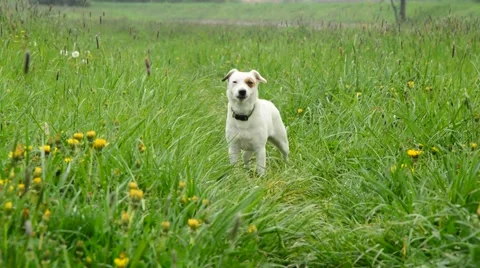 Jack russell terier Stock Footage 49759520
