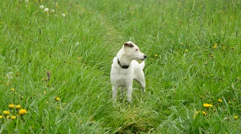 Jack russell terier Stock Footage 49759521