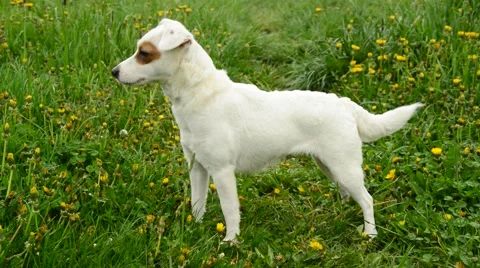 Jack russell terier Stock Footage 49759522