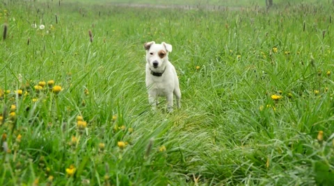 Jack russell terier Stock Footage 49759523