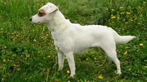 Jack russell terier Stock Footage 49760348