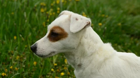 Jack russell terier Stock Footage 49760349
