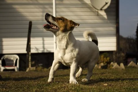 Jack Russell Terier Stock Photos