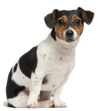 Jack Russell Terrier, 2 and a half years old, sitting in front of white backgrou Stock Photos