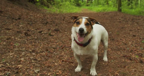 Jack russell terrier barks. Stock Footage 142223094
