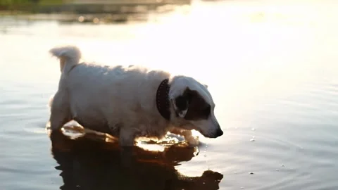 Jack Russell terrier bathing and drinking water in the river. Summer outdoor rec Stock Footage 281224989