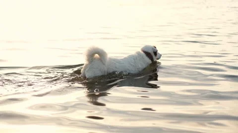 Jack Russell terrier bathing and drinking water in the river. Summer outdoor rec Vidéo 282775804