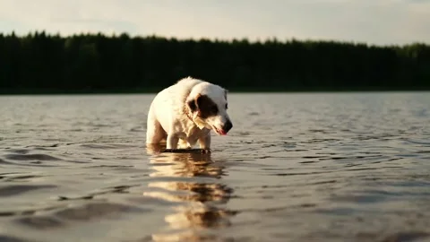 Jack Russell terrier bathing and drinking water in the river. Summer outdoor rec Stock Footage 282775813