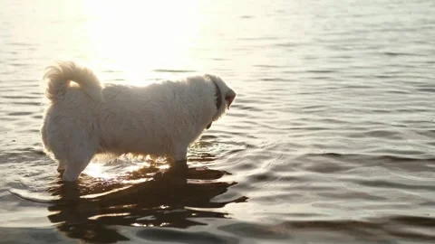 Jack Russell terrier bathing and drinking water in the river. Summer outdoor rec Stock Footage 282776105