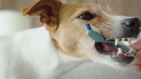 Jack Russell terrier biting toothbrush during teeth brushing at home Stock Footage 345453305