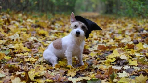 Jack Russell Terrier in a black witch's hat. Halloween holiday concept 스톡 동영상 253726866