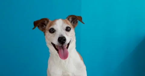Jack russell terrier on a blue background Stock Footage 157757710