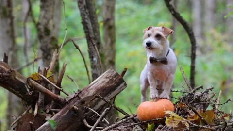 Jack Russell Terrier in a bow tie stands on a pumpkin in the forest 스톡 동영상 253060205