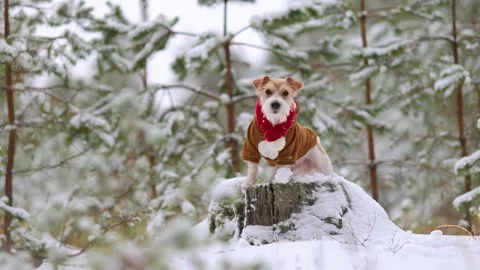 Jack Russell Terrier in a brown jacket stands in the forest Stock Footage 254270629