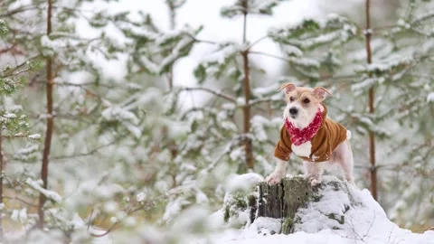 Jack Russell Terrier in a brown jacket stands in the forest Stock Footage 254270875