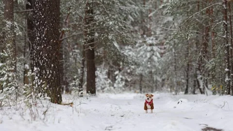 Jack Russell Terrier in a brown jacket stands in the forest Stock Footage 254271174