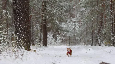 Jack Russell Terrier in a brown jacket stands in the forest Stock Footage 254271856