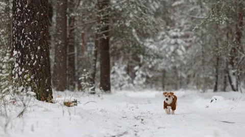 Jack Russell Terrier in a brown jacket stands in the forest Stock Footage 254272533