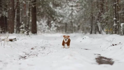 Jack Russell Terrier in a brown jacket stands in the forest Stock Footage 254272771
