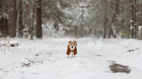 Jack Russell Terrier in a brown jacket stands in the forest Stock Footage 254273405