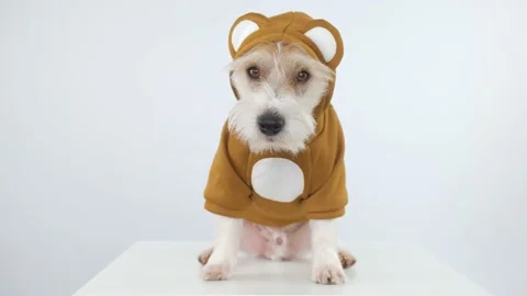 Jack Russell Terrier in a brown teddy bear suit sits on a table. White backgroun 스톡 동영상 175474518