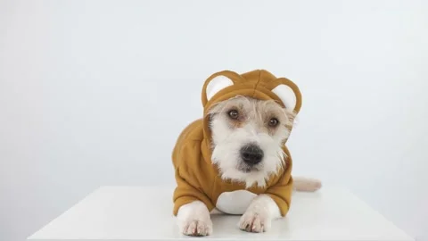 Jack Russell Terrier in a brown teddy bear suit lies on the table Stock Footage 175477329