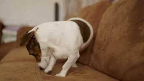 Jack Russell Terrier Digging at Brown Sofa to Make a Bed. A white and brown.. Stock Footage 331971519