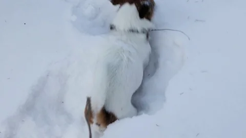 Jack Russell terrier is digging a hole Stock Footage 86169344