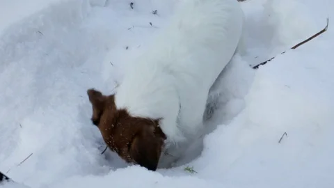 Jack Russell terrier is digging a hole Stock Footage 86169439