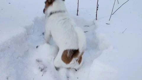 Jack Russell terrier is digging a hole Stock Footage 86318878