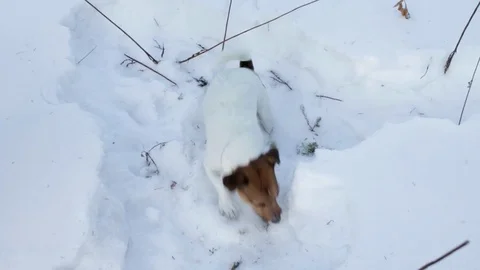 Jack Russell terrier is digging a hole Stock Footage 86318947