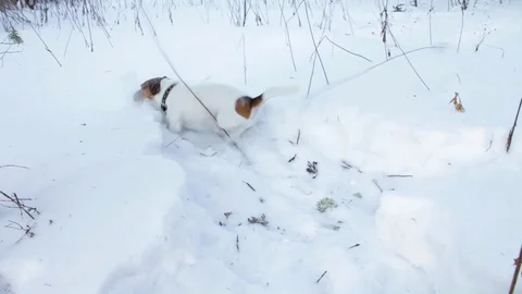 Jack Russell terrier is digging a hole Stock Footage 86357985
