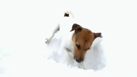 Jack Russell terrier is digging a hole. Dog digs Stock Footage 88317348