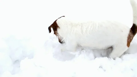 Jack Russell terrier is digging a hole. Dog digs Stock Footage 88317441