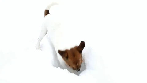 Jack Russell terrier is digging a hole. Dog digs Stock Footage 88351558