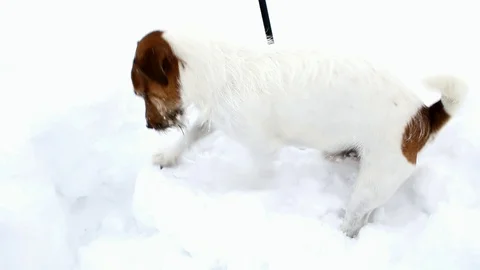 Jack Russell terrier is digging a hole. Dog digs Stock Footage 88351614