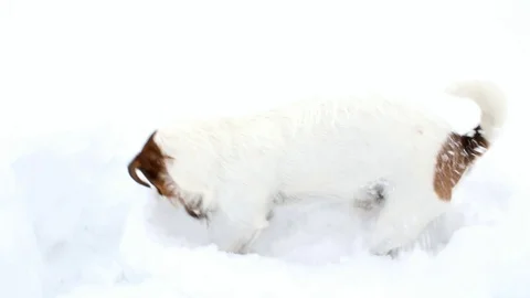 Jack Russell terrier is digging a hole. Dog digs Stock Footage 88393127