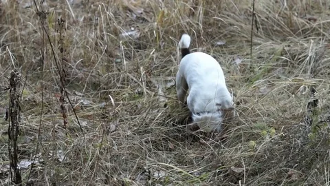 Jack Russell terrier is digging a hole Stock Footage 93696268