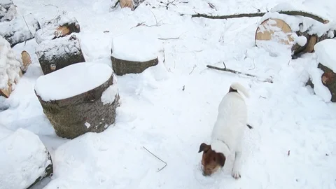 Jack Russell terrier is digging a hole. Dog digs. Beautiful dog. Funny pet 스톡 동영상 101068977