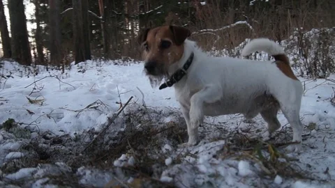 Jack Russell terrier is digging a hole. Dog digs. Beautiful dog. Funny pet 스톡 동영상 101069472