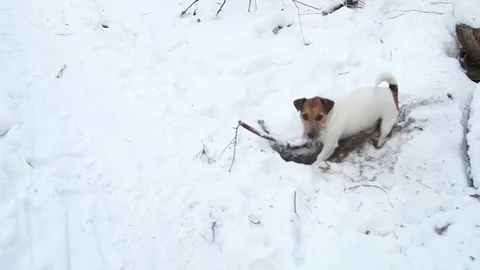 Jack Russell terrier is digging a hole. Dog digs. Beautiful dog. Funny pet Stock Footage 101483373
