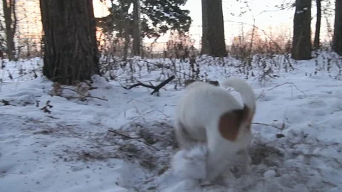 Jack Russell terrier is digging a hole. Dog digs. Beautiful dog. Funny pet 스톡 동영상 101483524