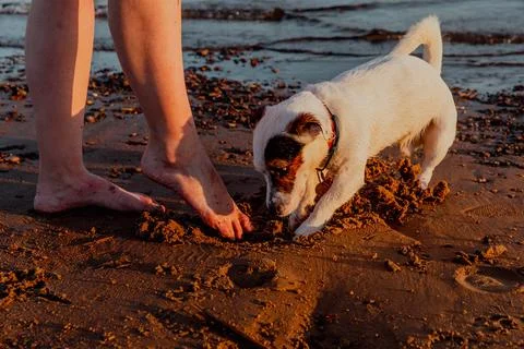 Jack Russell Terrier digging a pit on the beach Stock Photos